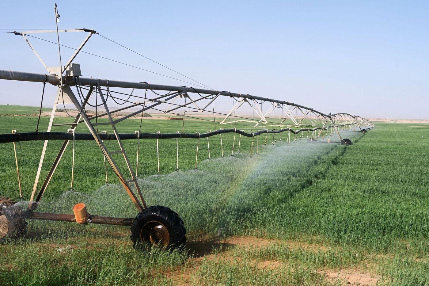 Sprinkler irrigation watering crops in the desert conditions of Tabuk, Saudi Arabia
